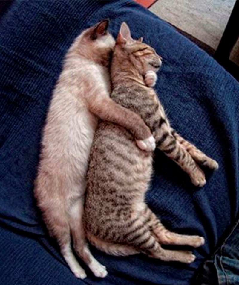 Коты спят вместе