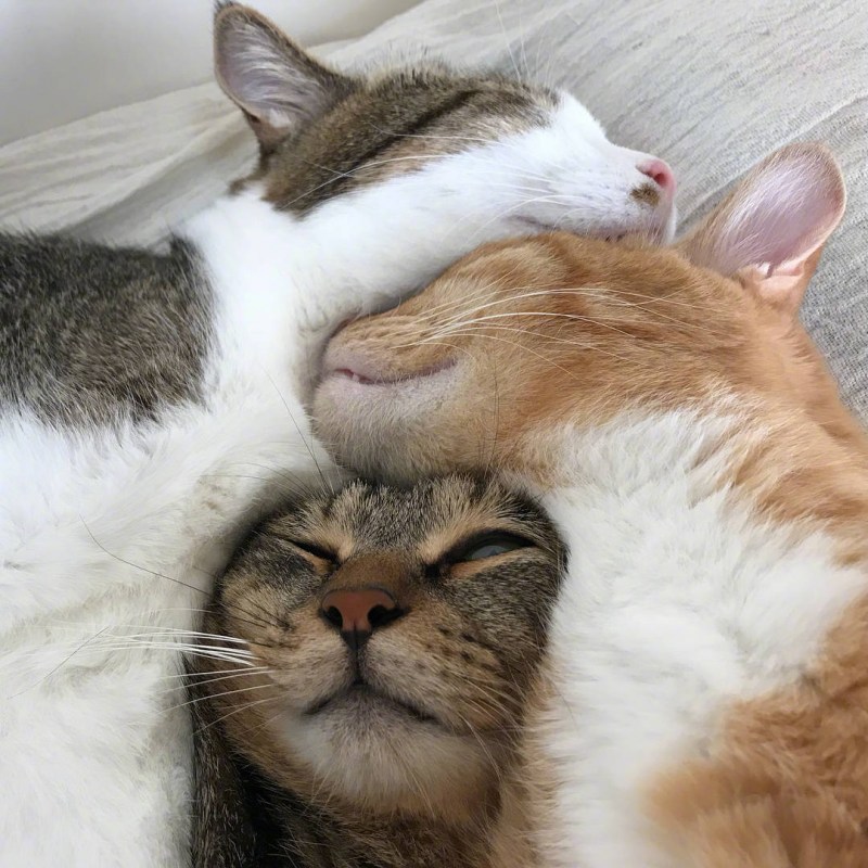 Кошки спят в обнимку