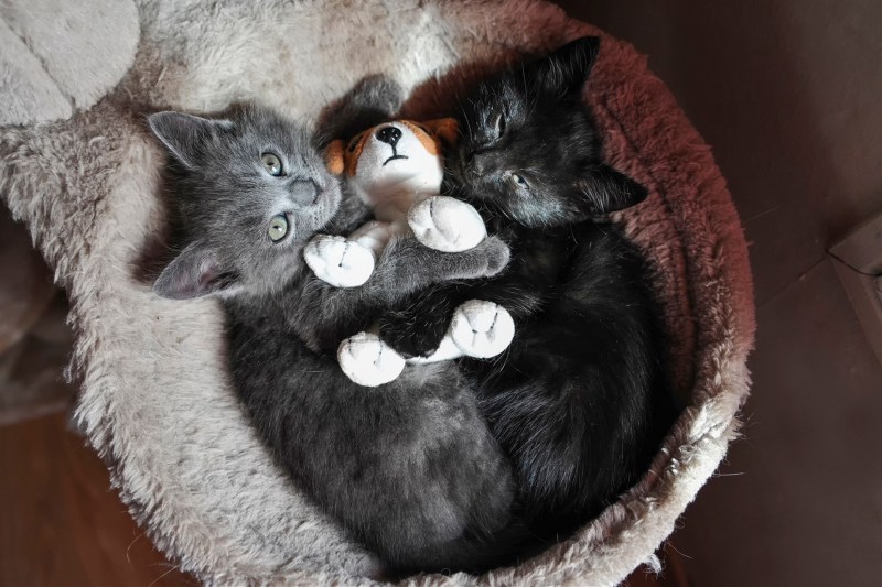 Игрушки коты