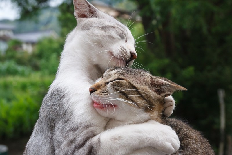 Влюбленные кошки