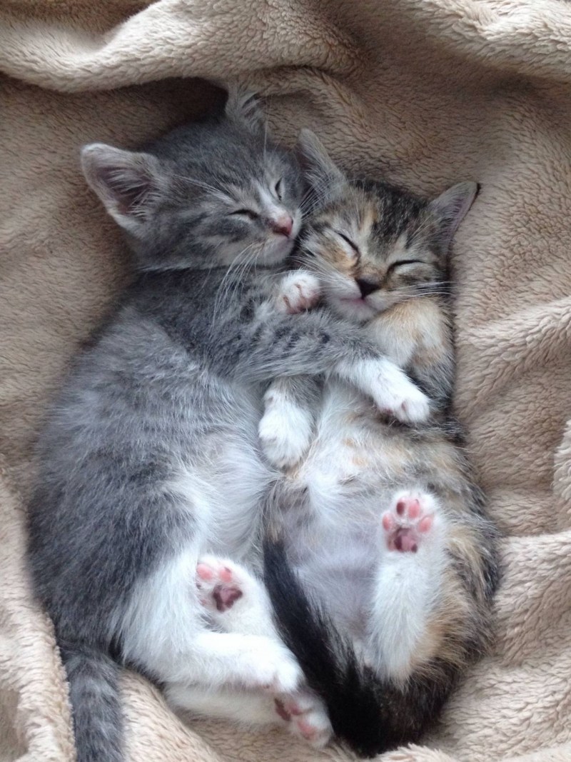 Котики обнимаются