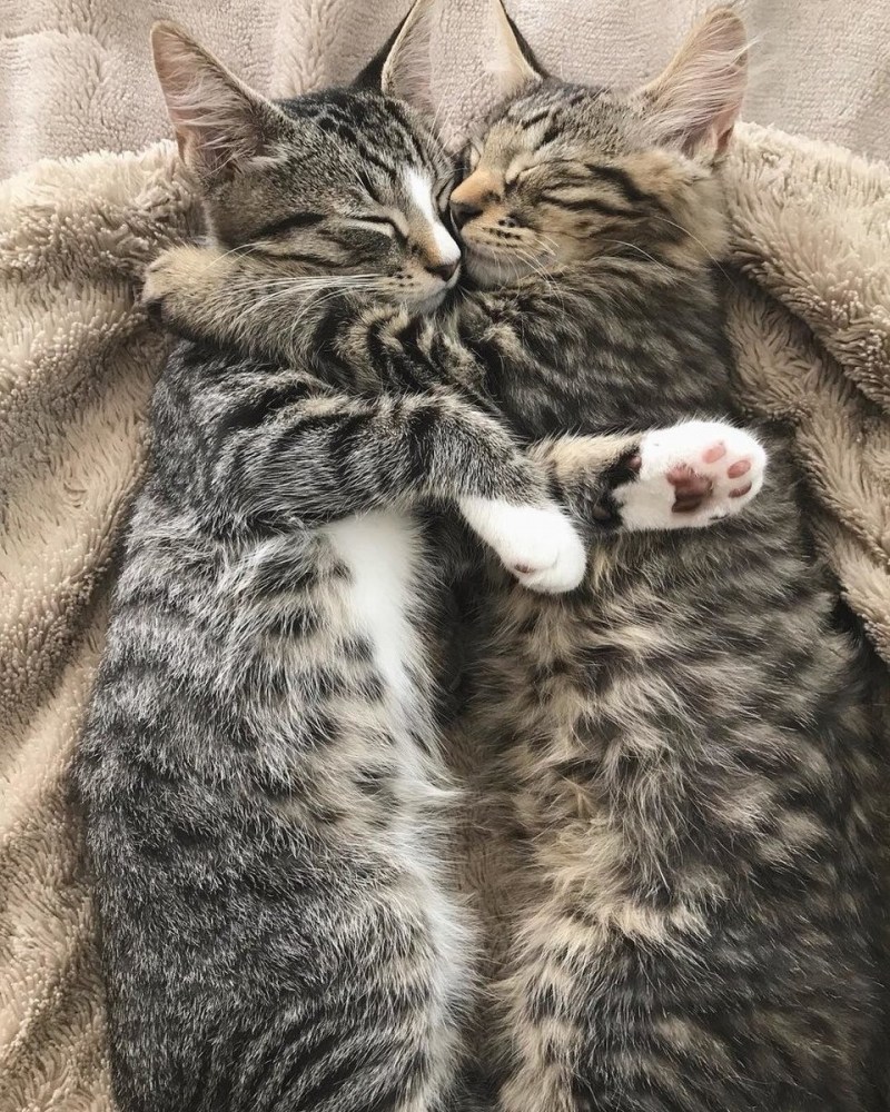Котики вместе