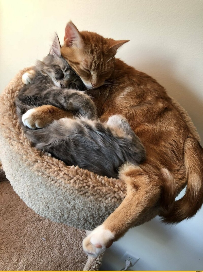 Котики обнимаются