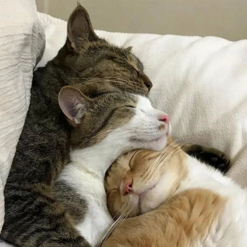 Котики обнимаются