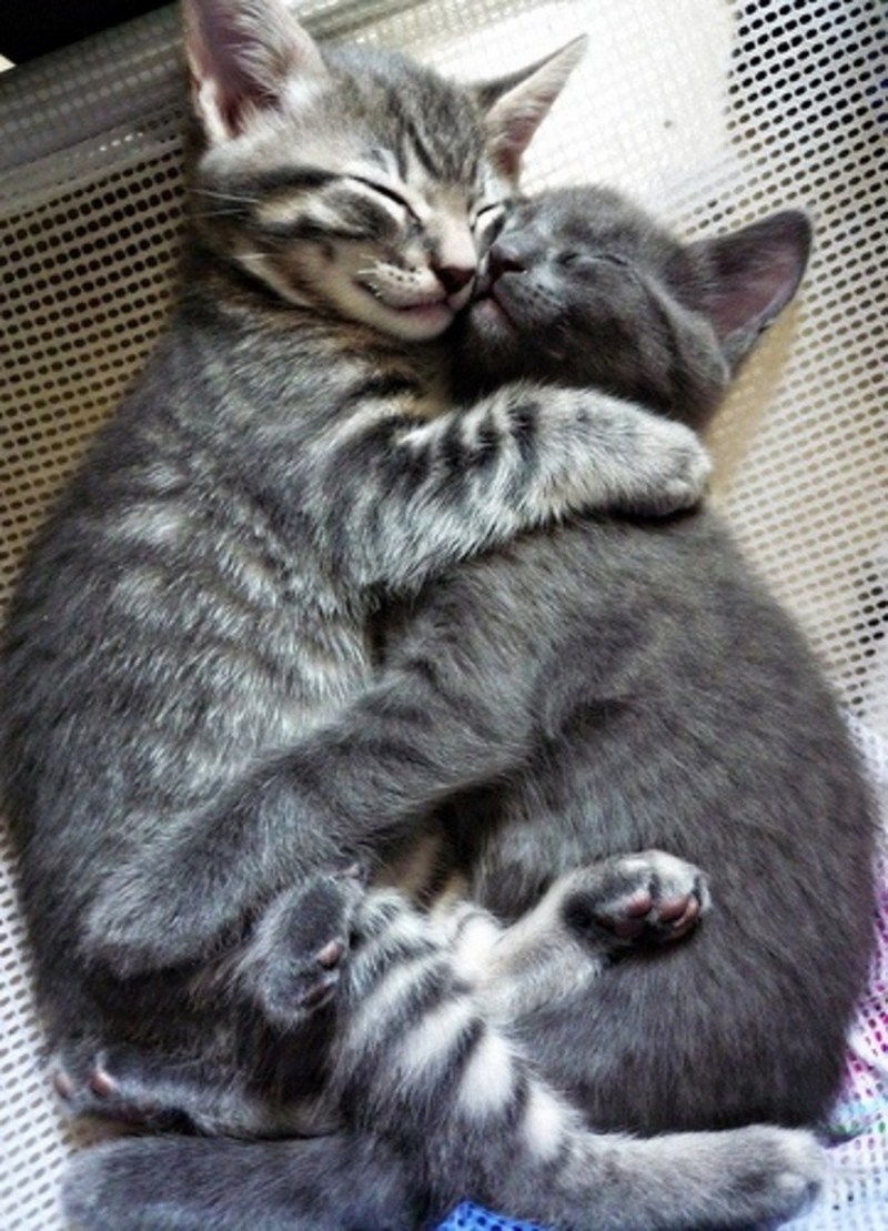 Кошки любовь