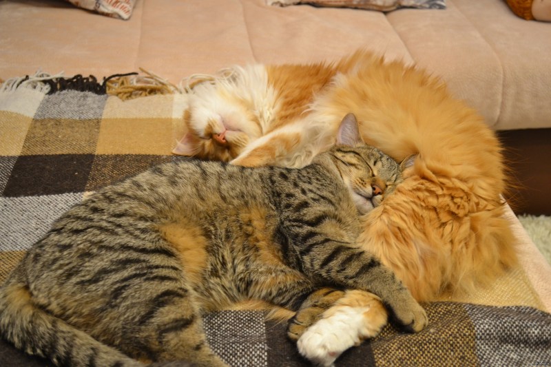Котики обнимаются