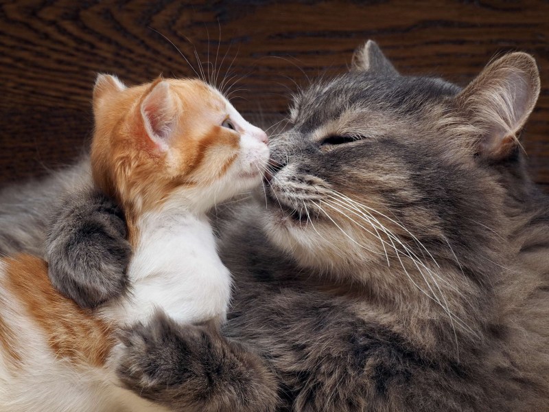 Кошка с котятами