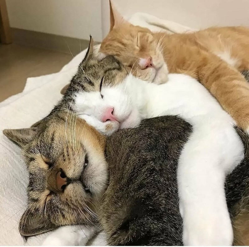 Котики в обнимку