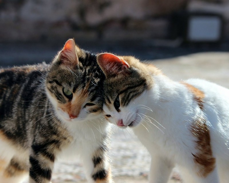Кошачьи обнимашки