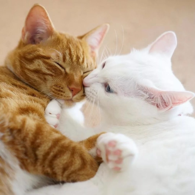Котики обнимаются
