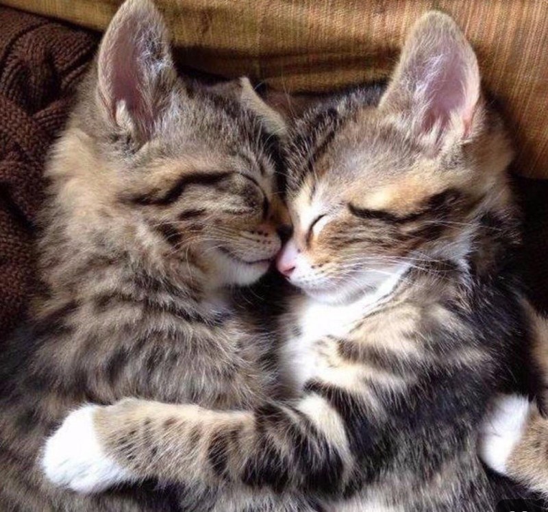 Кошки любовь