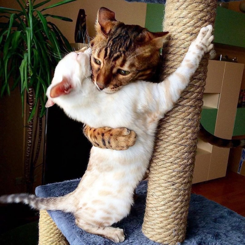 Котики обнимаются