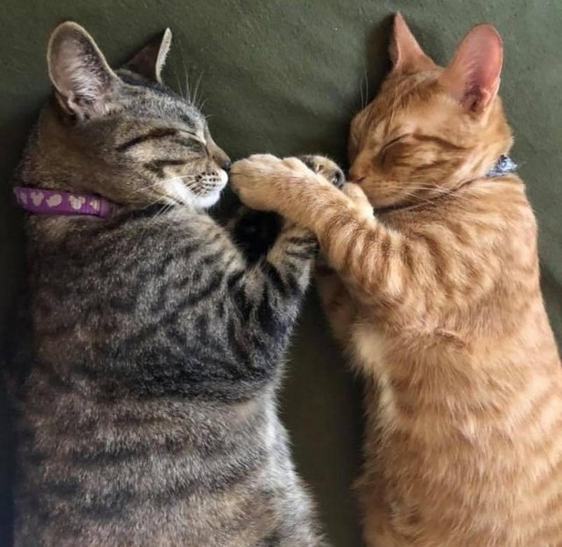 Кошки любовь
