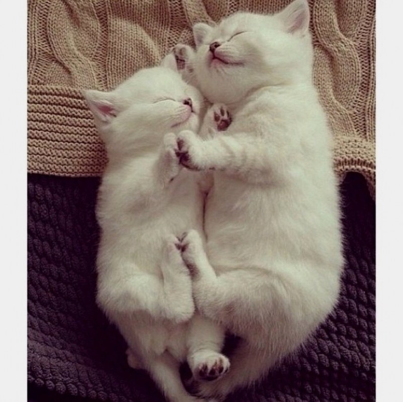 Няшные котики