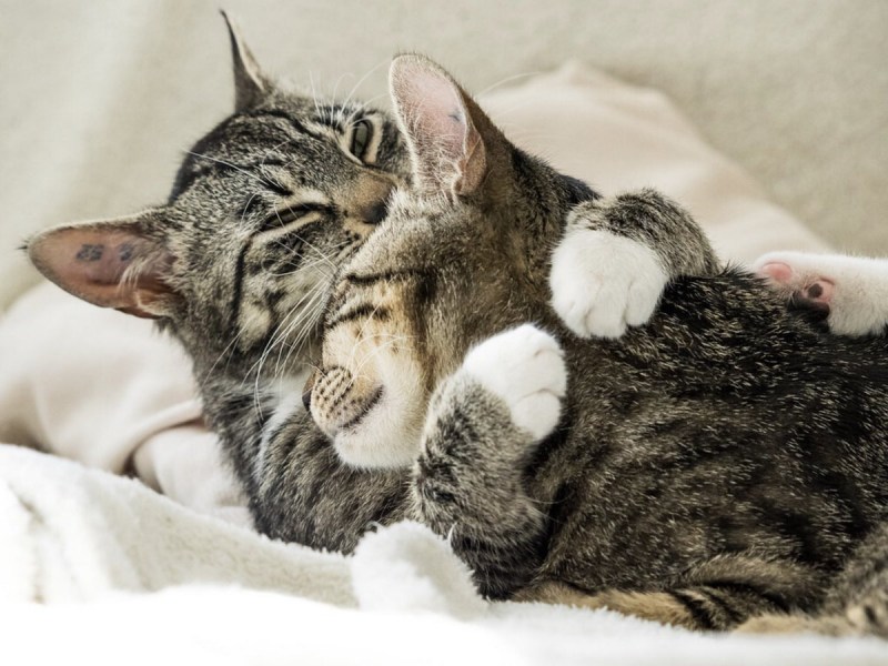 Котики обнимаются