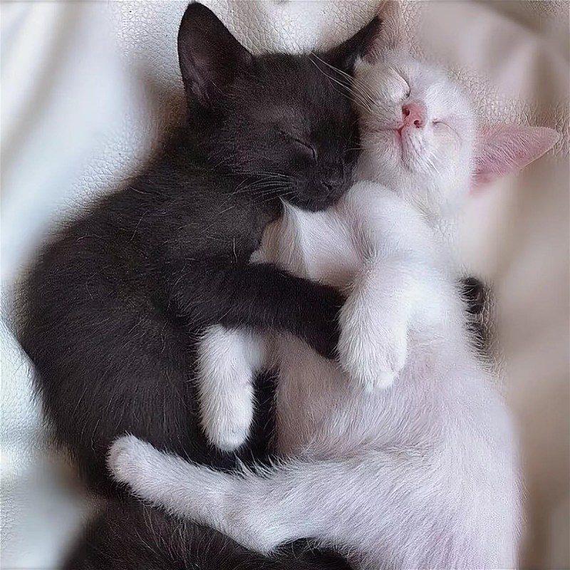 Котики обнимашки