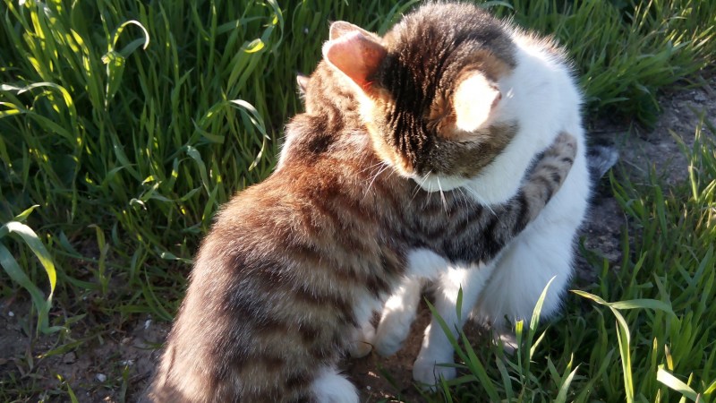 Котики обнимаются