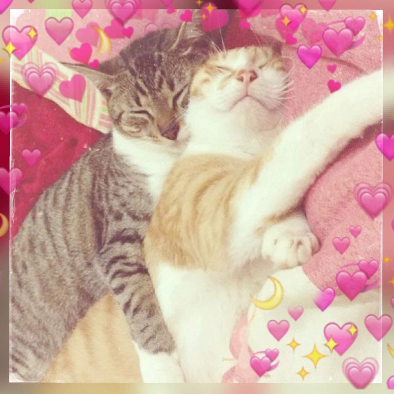Кошечки спят в обнимку