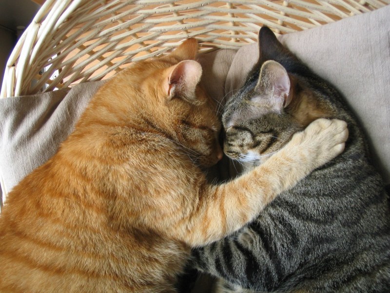 Котики обнимаются