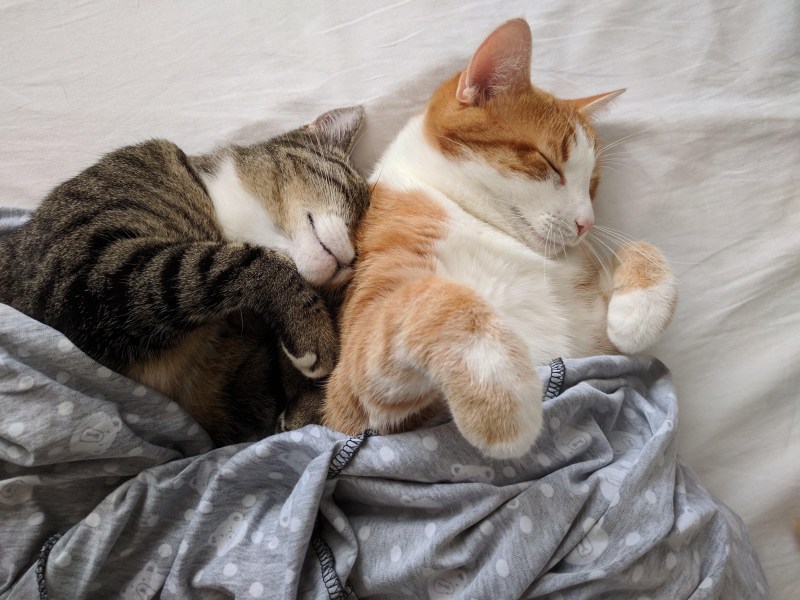 Котики обнимаются