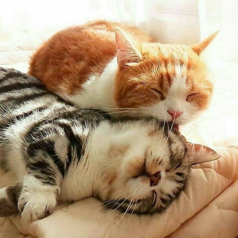 Милые котики обнимаются