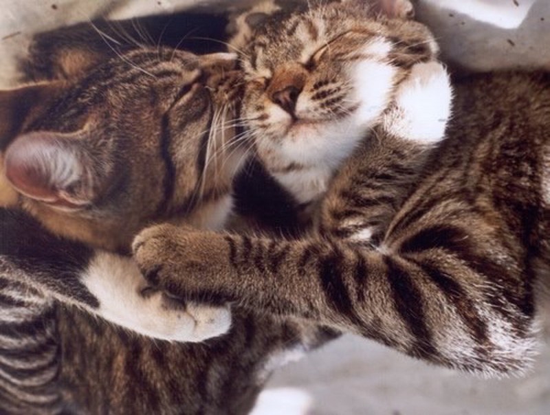 Кот целует кота