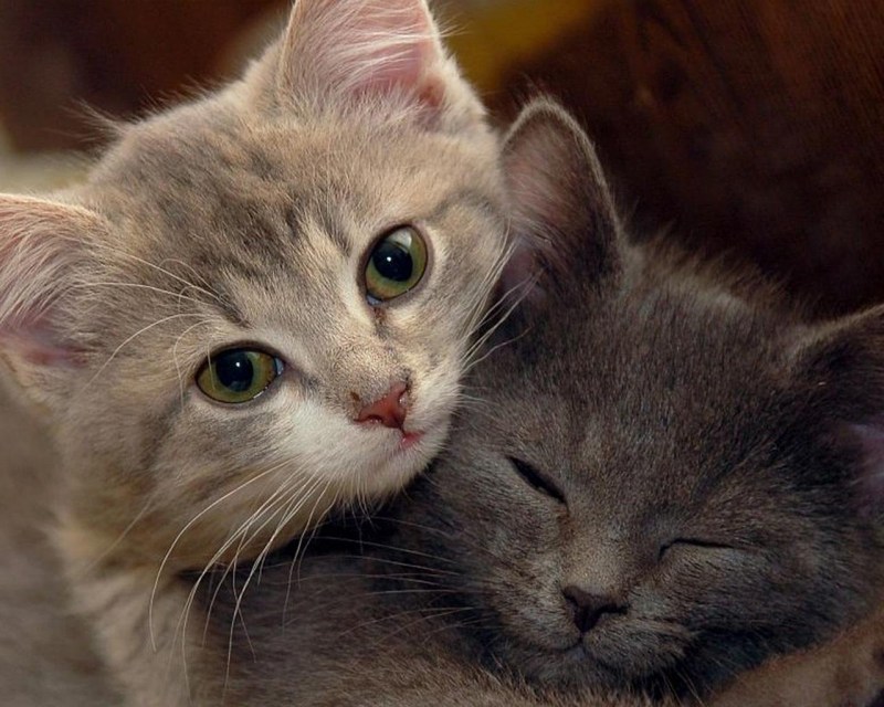 Котята любовь