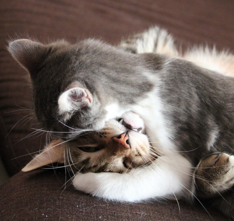 Коты обнимаются