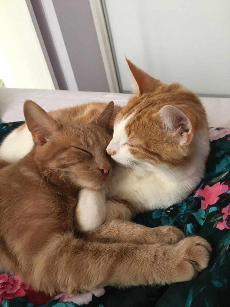 Кот обнимает