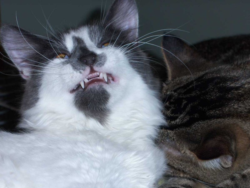 Коты чихают смешные