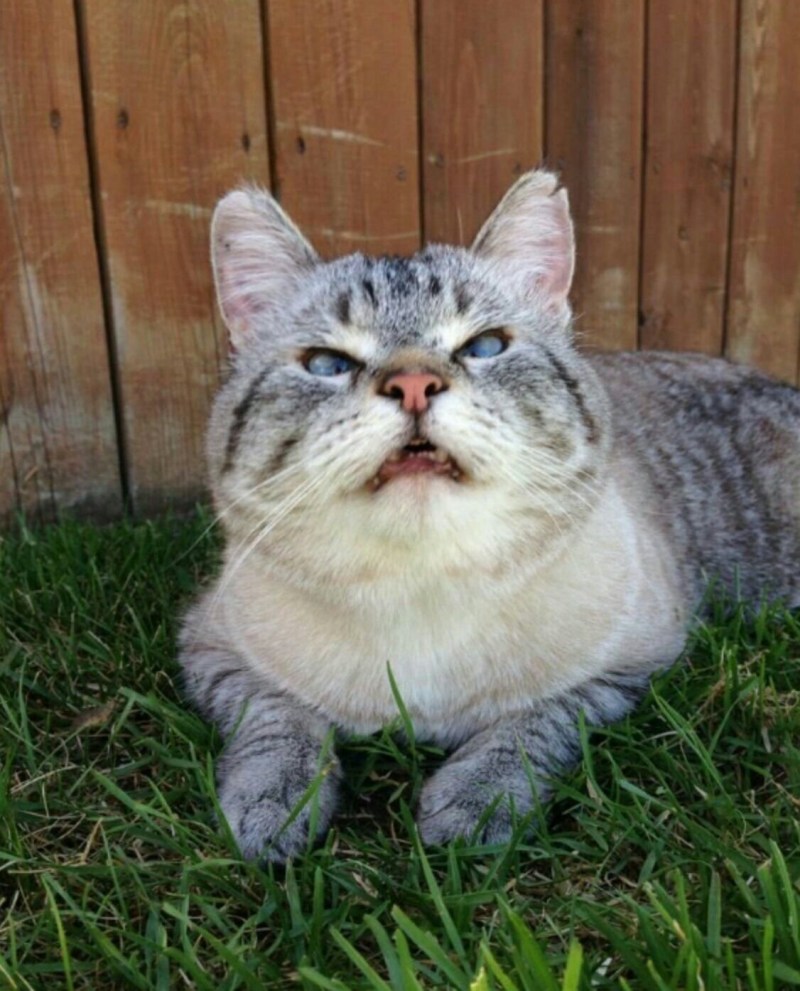 Ржачные коты