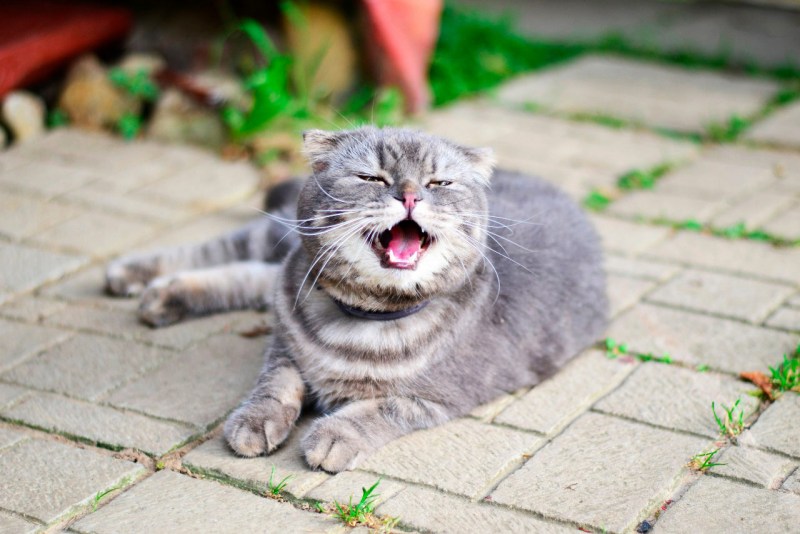 Кошка кашляет