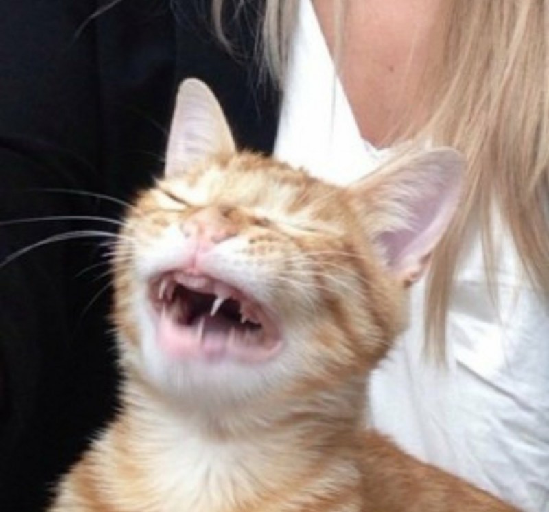 Кот чихнул