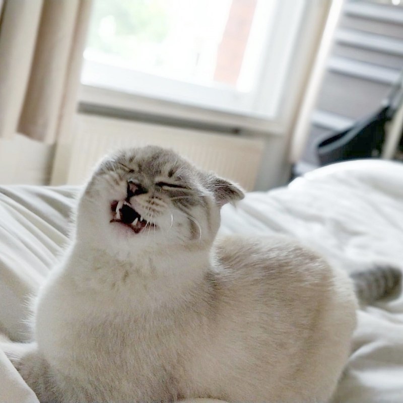 Котик нет