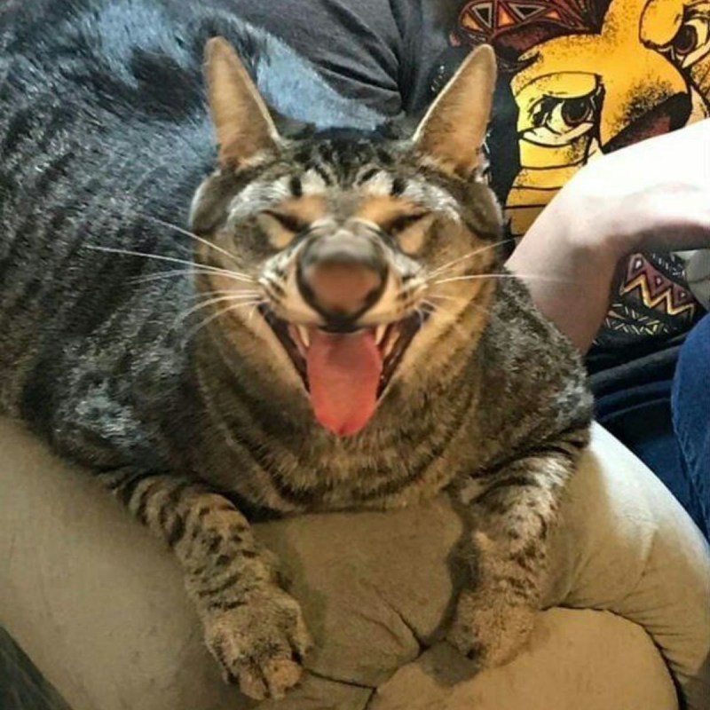Чихающие коты