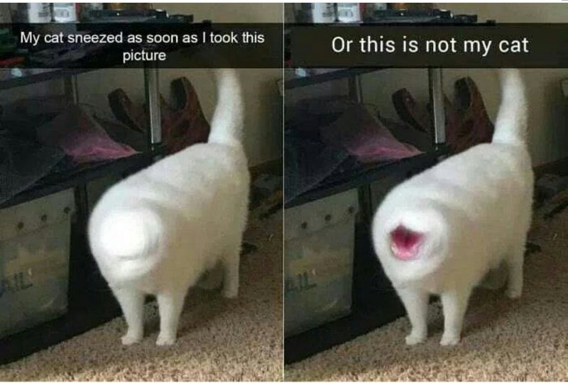 Ринотрахеит (кошачий герпес)