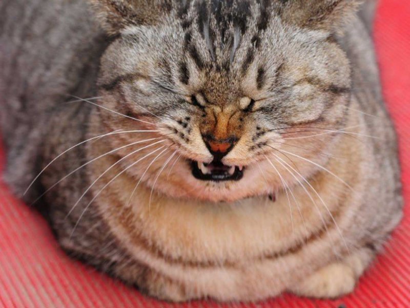 Кот тужится