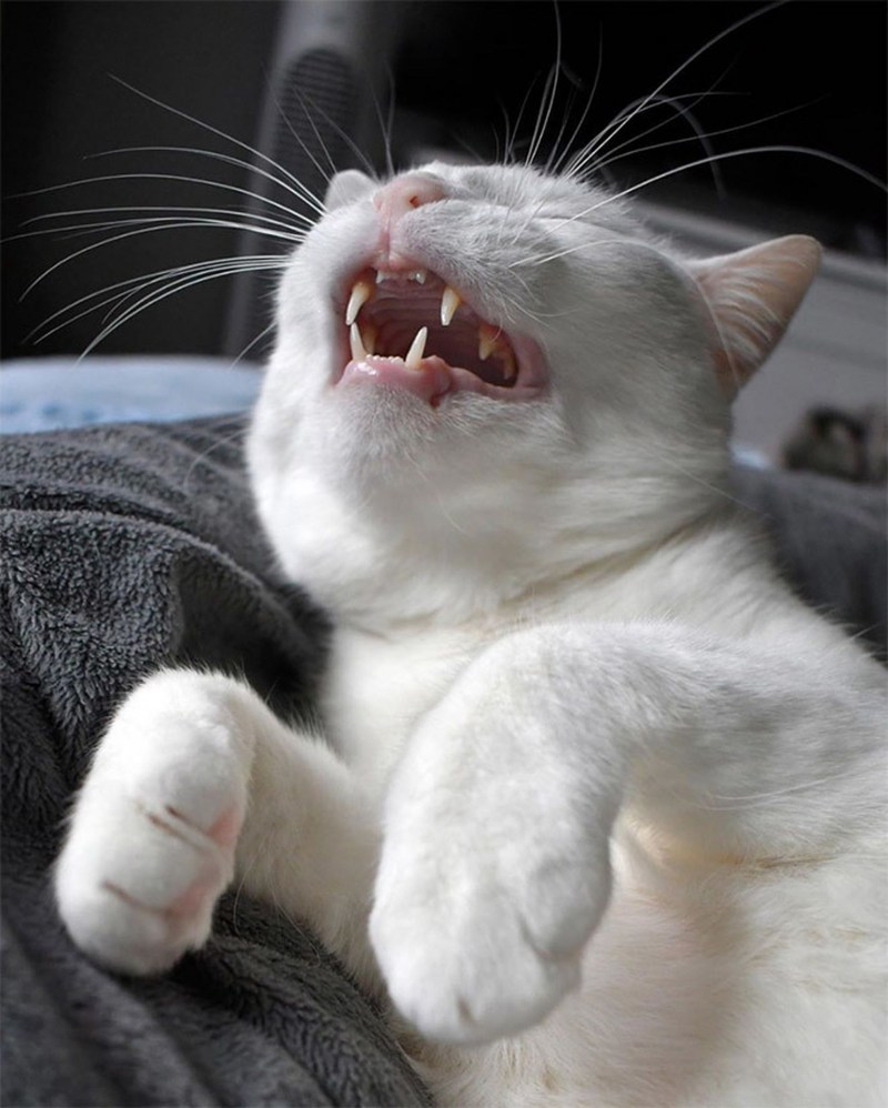 Котенок чихает
