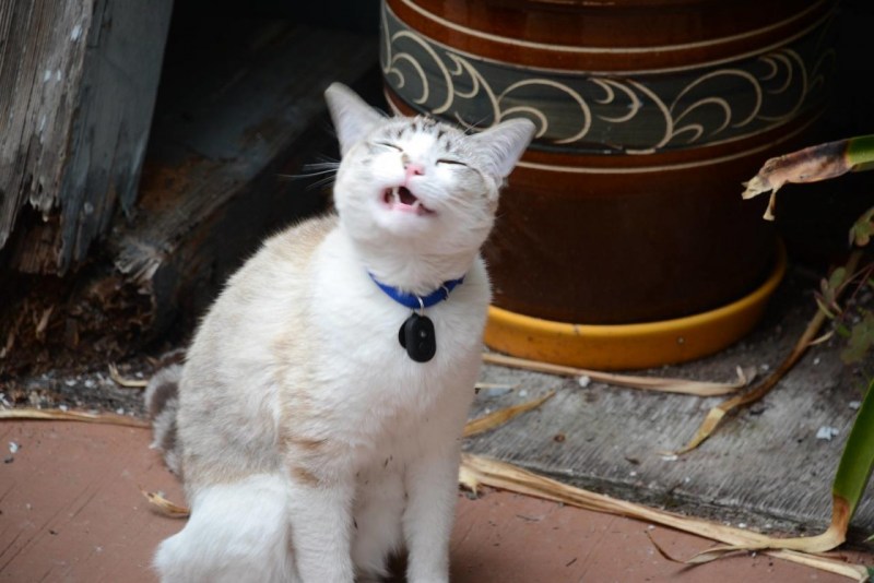 Кошка чихнула