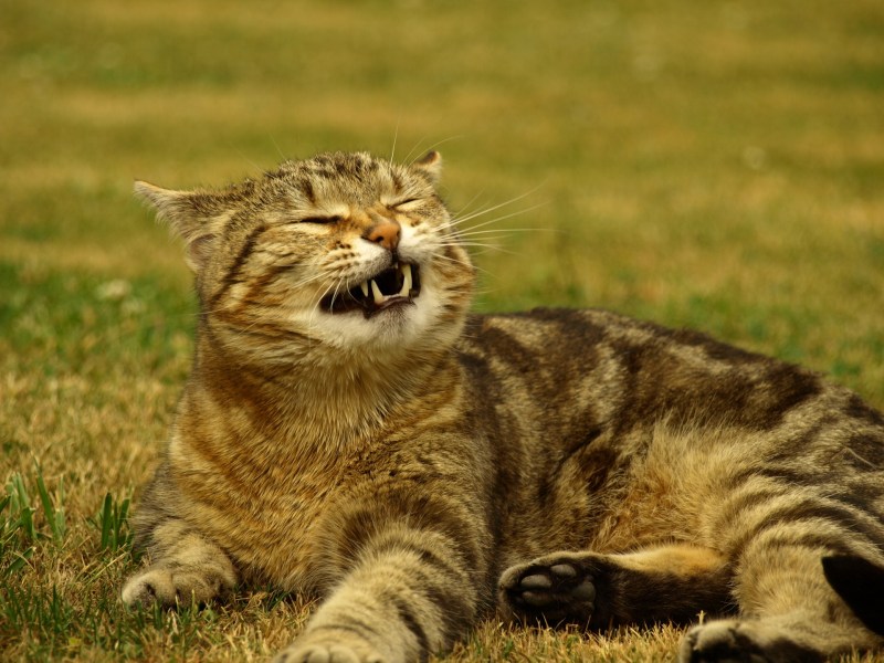 Кошка чихнула