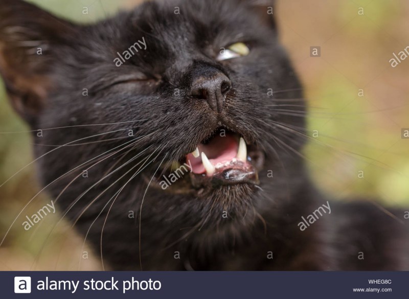 Котенок чихает