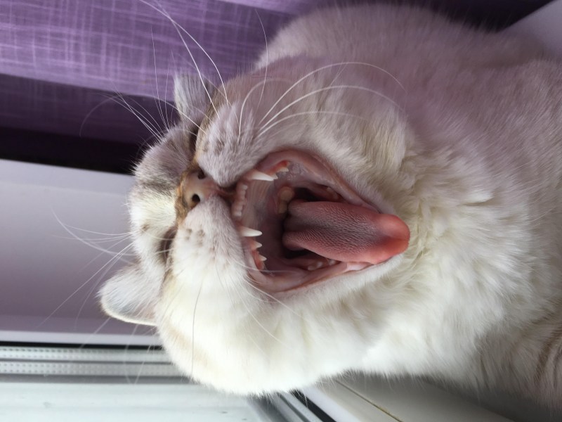 Кот чихнул