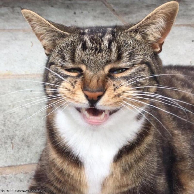 Смешные котики чихают