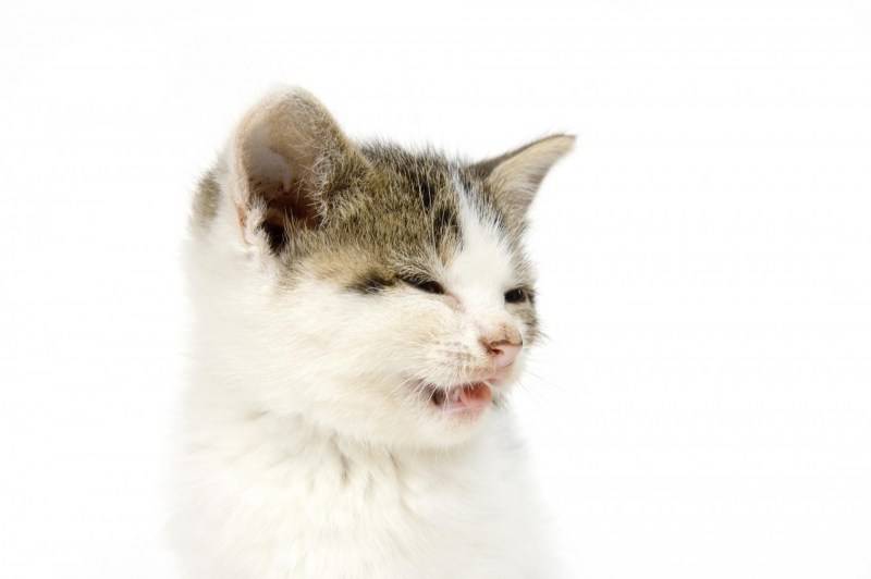 Кот чихнул
