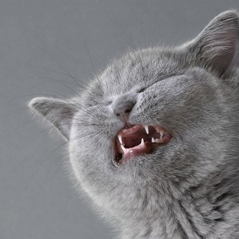 Брезгливый кот