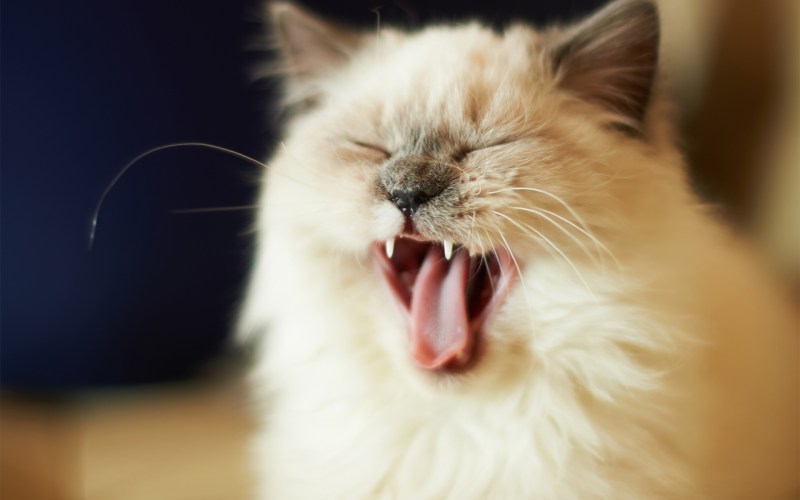 Котенок чихает