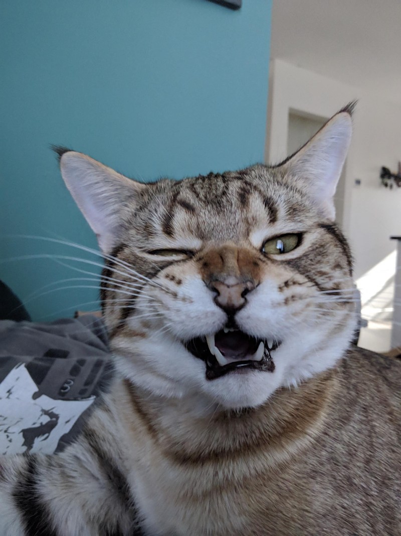 Чихающие коты