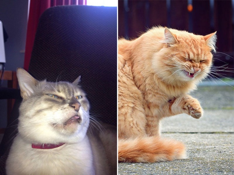 Смешные котэ