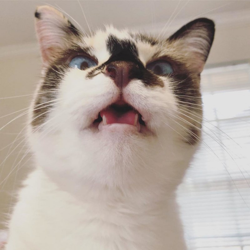 Чихающие коты