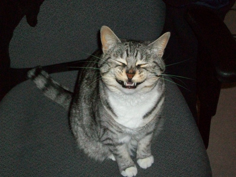 Ехидный кот